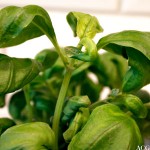 Presto Pesto!