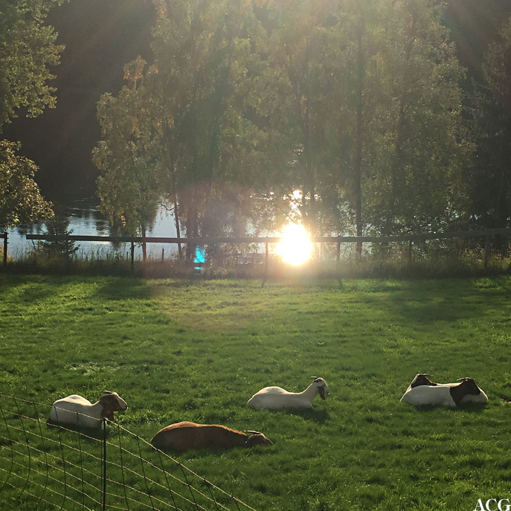 Geiter i Gamle Fossenvegen på Eidsvoll