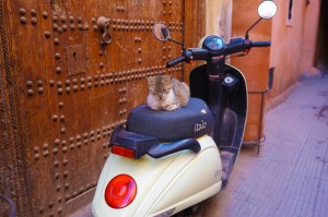 Marrakech 0317 medina katt